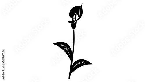 Calla Lilies, black isolated silhouette 