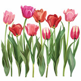 Spring Tulips clipart  isolated on white background