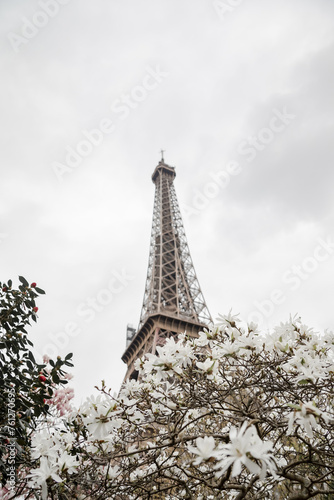 Fototapeta Naklejka Na Ścianę i Meble -  Eiffel tower. Blooming magnolia tree