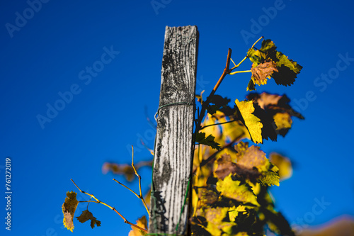 Top of a vine with withered leaves in November. Autumn atmosphere in a vineyard in southern Germany.
 photo