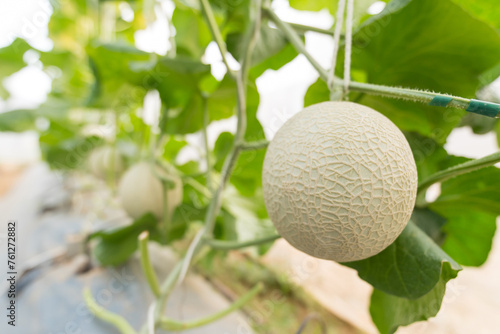 Closeup focus to high quality of fresh melon in greenhouse