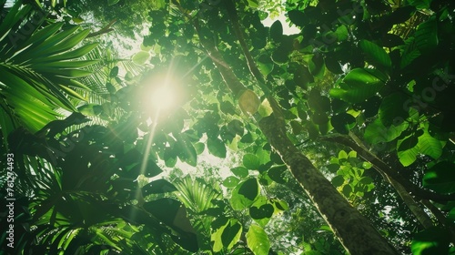 A lush green forest canopy seen from below, with sunlight filtering through the leaves