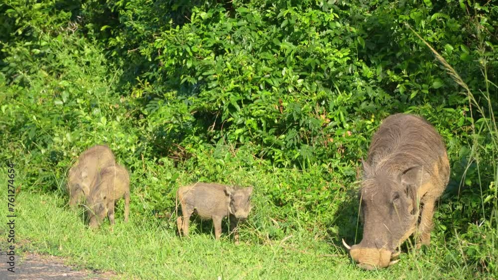 Family of warthogs grazing peacefully. The adults keep a watchful eye while the younger warthogs forage close by. The surrounding greenery is lush and vibrant, indicating a season of plenty. Family of warthogs grazing peacefully. The adults keep a watchful eye while the younger warthogs forage close by. The surrounding greenery is lush and vibrant, indicating a season of plenty.