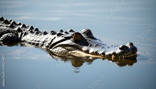 An Alligator With Its Nostrils Just Above The Wate