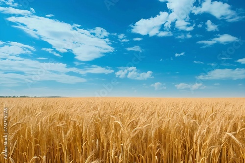 Golden Wheat Field Under a Blue Sky in Summer