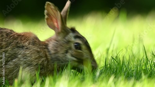 Close-up portrait with copy space of an eastern cottontail rabbit (Sylvilagus floridanus) eating grass in British Columbia, Canada. 4K Resolution photo