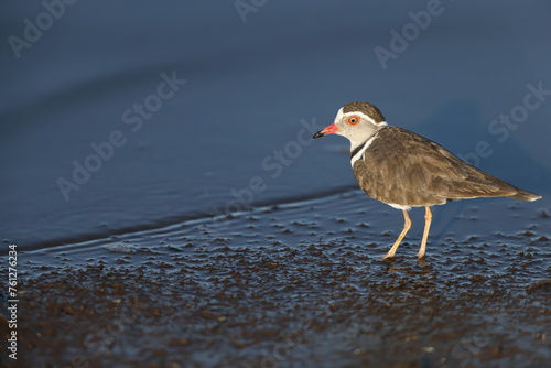 Three-banded plover, or three-banded sandplover (Charadrius tricollaris), is a small wader. This plover is resident and generally sedentary in much of East Africa, southern Africa and Madagascar. photo