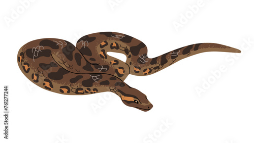 Giant green anaconda. Common water boa. Exotic snake with patterned skin. Big tropical serpent. Dangerous amazonian animal. Jungle reptile. Flat isolated vector illustration on white background