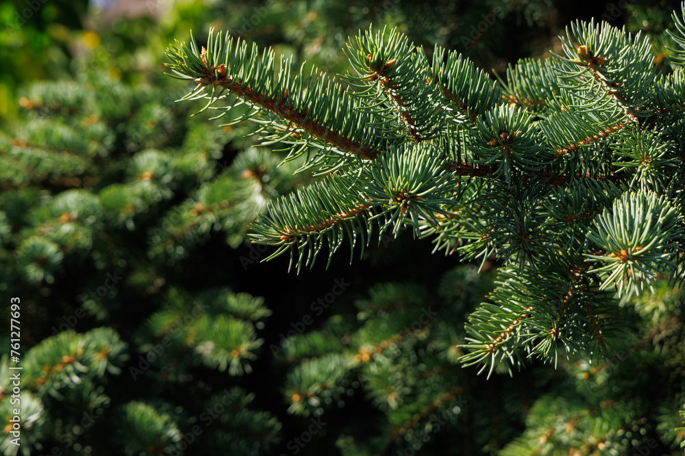 Abstract background from green Christmas tree branches. Selective focus.