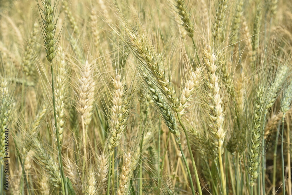 field of wheat. Wheat field Wheat closeup Harvest concept