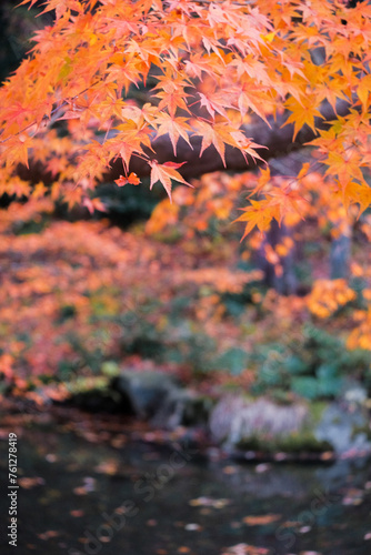 秋の紅葉