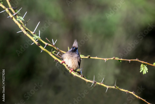 ( Colius striatus kikuyensis )Speckled Mousebird sitting on a branche watching around photo