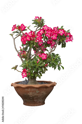 Pink desert rose, mock azalea, pinkbignonia or impala lily flowers bloom in pot isolated on white background included clipping path.