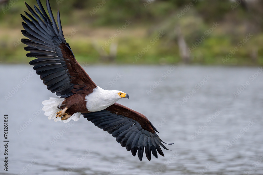 African Fish-Eagle, haliaeetus vocifer, Adult in flight, Chobe River, Okavango Delta in Botswana