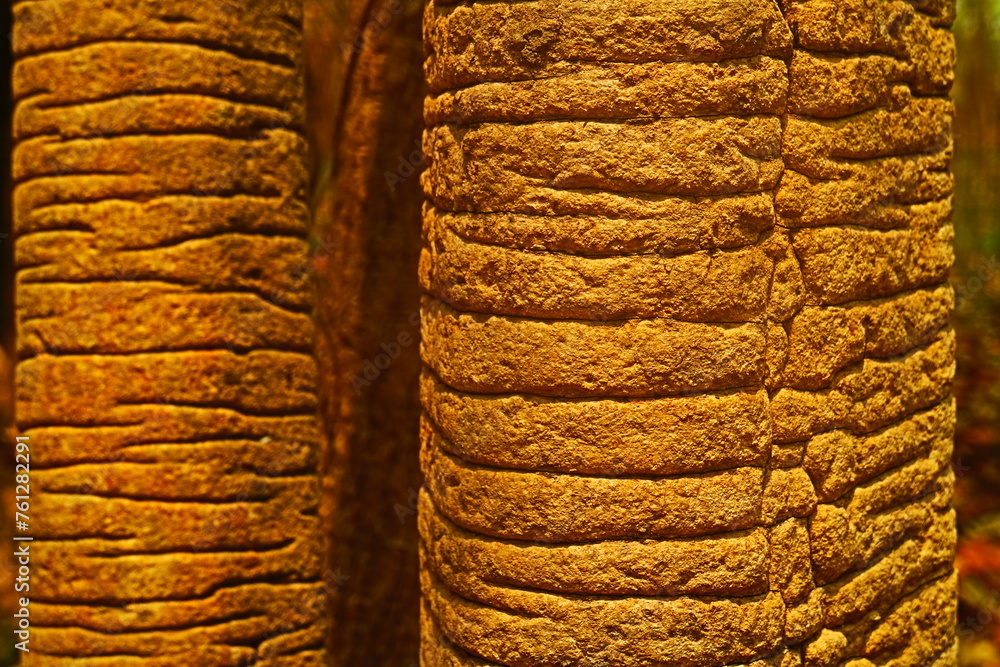 Fototapeta premium close up of bark texture background 