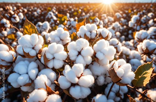 cotton field, cotton harvest, natural product for fabric