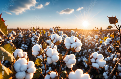 cotton field, cotton harvest, natural product for fabric