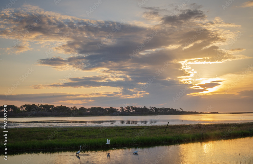 Great Egret at Chincoteague National Wildlife Refuge in Virginia