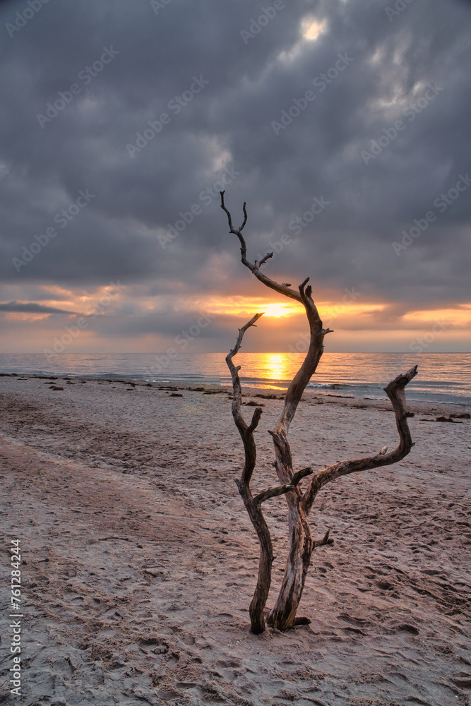 Sunset on the beach of the Baltic Sea. Love tree, shrub in the sand on the west beach