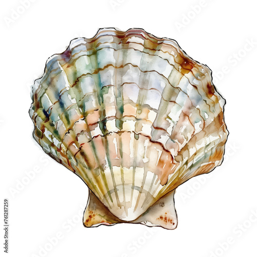 sea shell watercolor good quality and good design