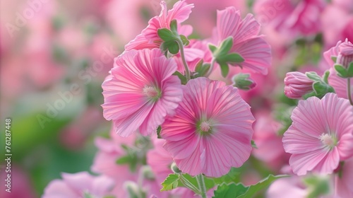 Beautiful Mallow flowers field