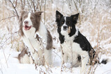 Two border collies togerther