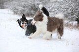 Two dogs running in the snow