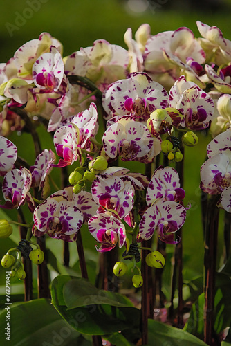 Orchids in Santa Barbara  California