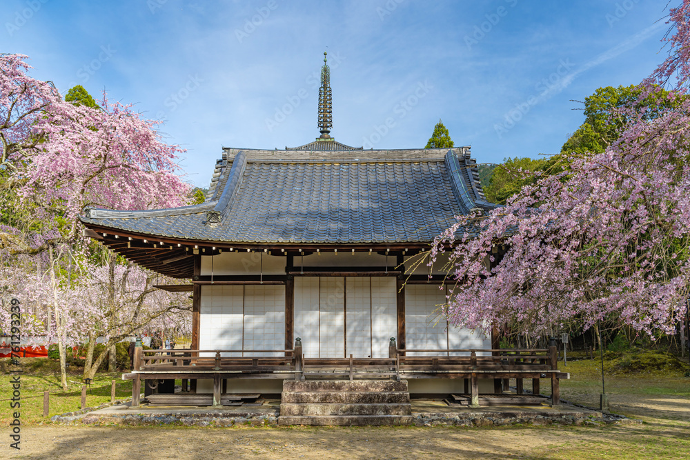 京都醍醐寺 清瀧宮拝殿の春景色 