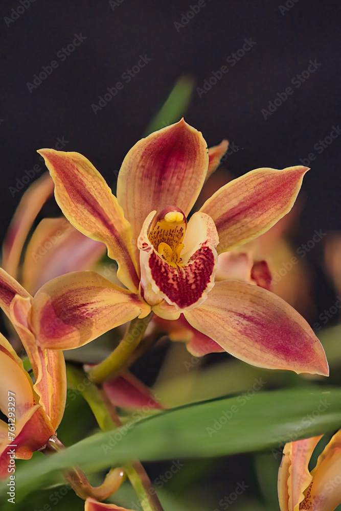Fototapeta premium Orchids in Santa Barbara California