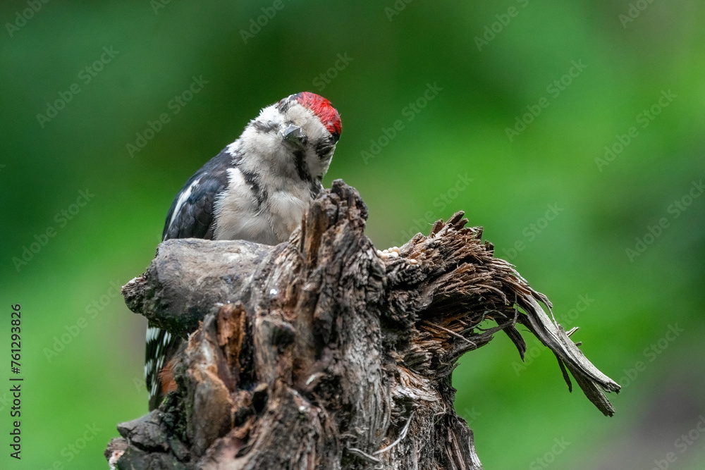 Great woodpecker Dendrocopos major, male of this large bird sitting on tree stump, red feathers, green diffuse background, wild nature scene