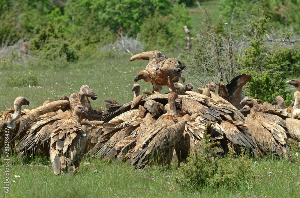 Fototapeta premium Vautour fauve,.Gyps fulvus, Griffon Vulture, Parc naturel régional des grands causses 48, Lozere, France