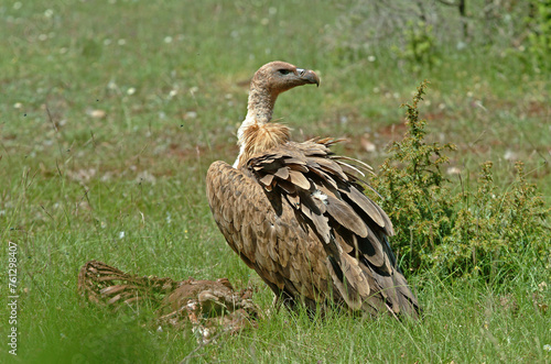 Vautour fauve .Gyps fulvus  Griffon Vulture  Parc naturel r  gional des grands causses 48  Lozere  France