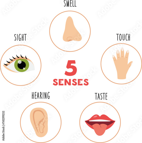 Five senses educational poster. Vector illustration. Sense organs.