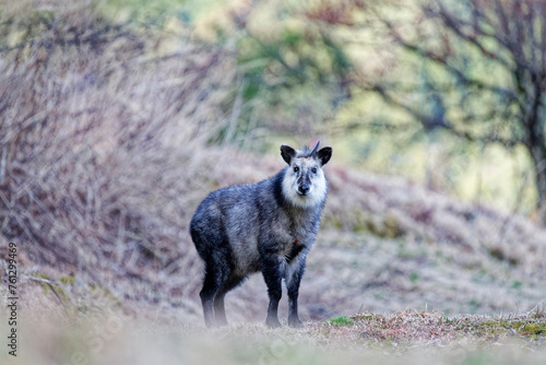 ニホンカモシカ