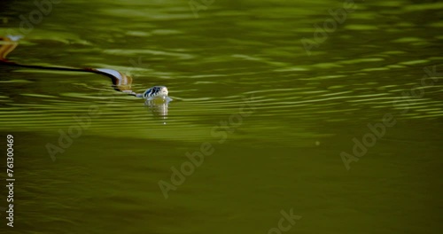 The grass snake is gliding on the water's surface