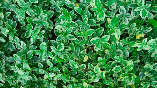 Spring background of periwinkle flower leaves small green with white alba variegata.