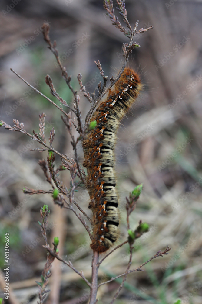 chenille chenille