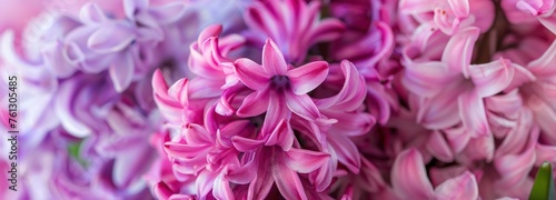 Pretty hyacinth flowers.