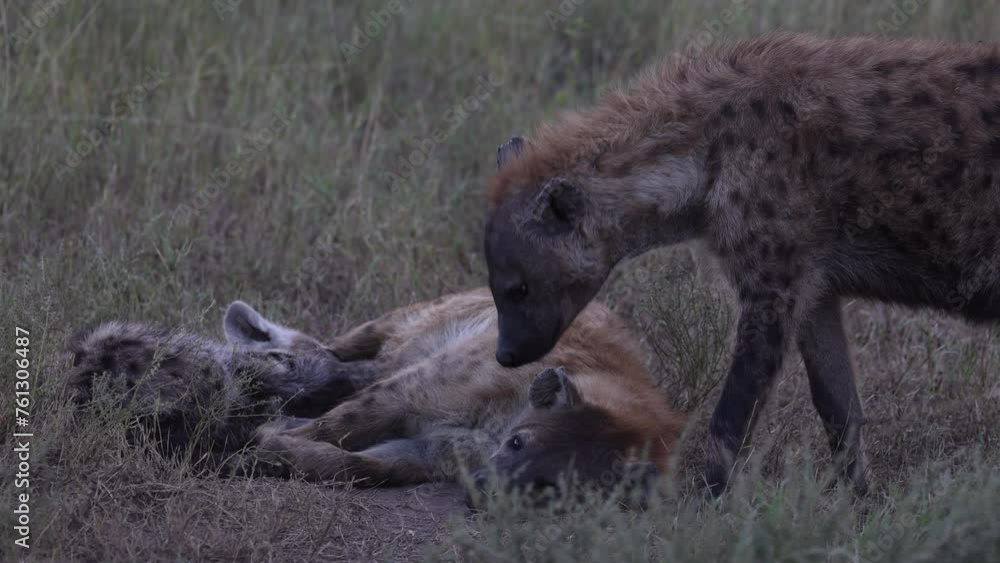 Hyena feeding young spotted whilst on safari, Tanzania. Hyena feeding young spotted whilst on safari, Tanzania.