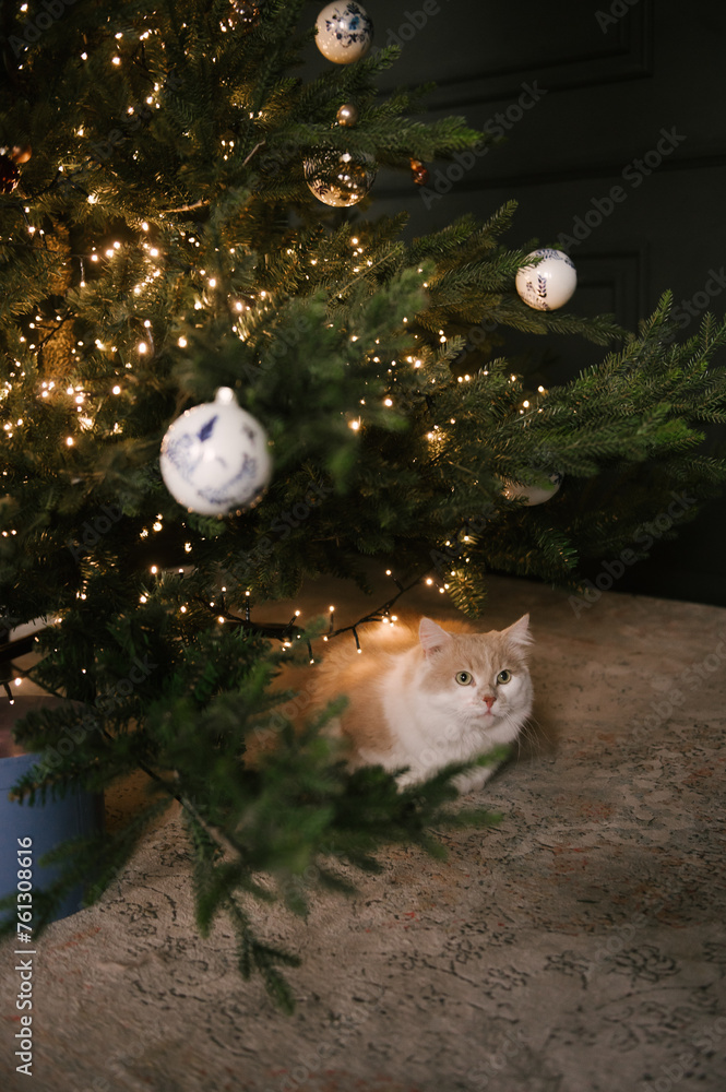 Beautiful New Year decor, fluffy cat under the Christmas tree