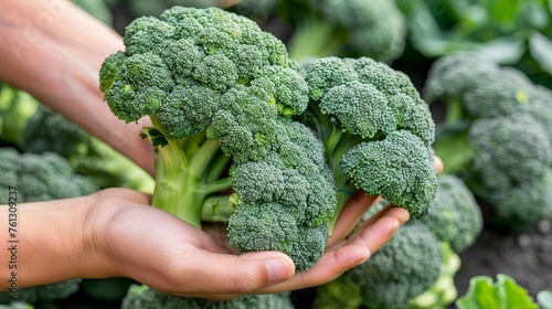 Hand holding broccoli floret on blurred background with space for text on broccoli selection