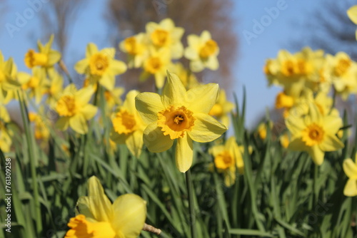 Lots of daffodils in spring
