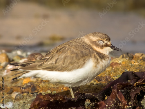 Double-banded Plover in NSW Australia