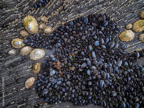 Barnacles, Blue mussel and Patella depressa