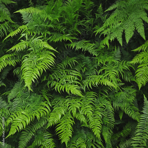 Evergreen fern bush with green leaf isolated on transparent background  top view