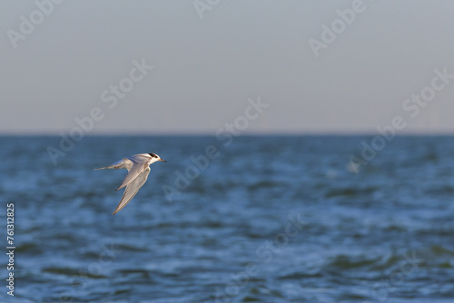 Common tern (Sterna hirundo) flying over the beach on Juist, East Frisian Islands, Germany.