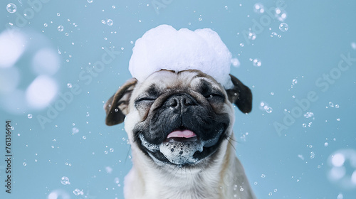 A cute pug puppy has his eyes closed and sits with soap foam on his head on a blue background. Water procedures for pets, grooming. Banner with copy space. Puppy Day