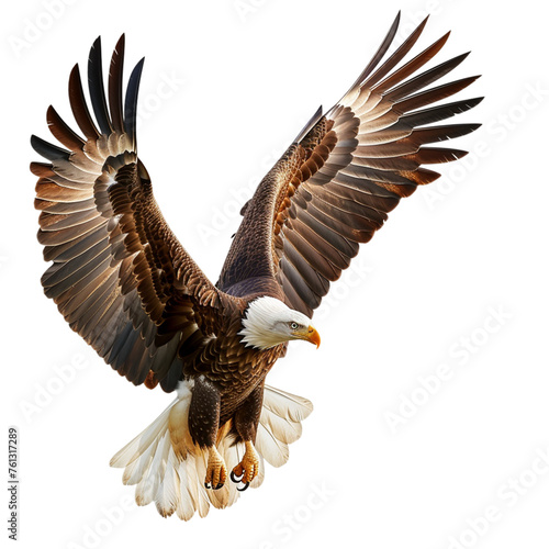 eagle in flight 