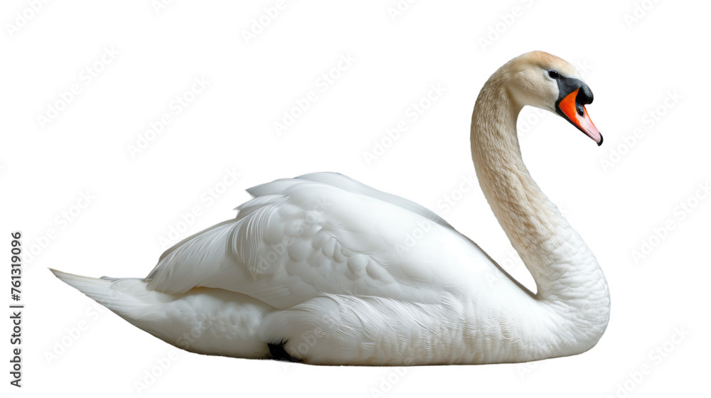 Majestic white swan with elongated neck posing on an isolated background showcasing its pristine plumage Majestic white swan with elongated neck posing on an isolated background showcasing its pristine plumage